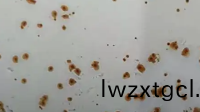 關于水性塗(tu)料的閃鏽問題